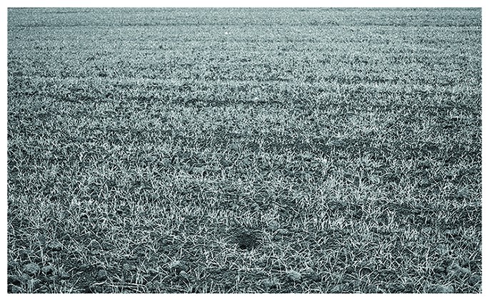 Obrządek III | fotografia cyfrowa | 8,5x14 cm